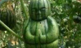 好玩的吃瓜,好玩的吃瓜大事件盘点