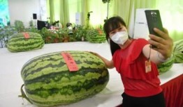 接庄吃瓜,揭秘网络社交新潮流