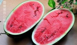 吃瓜猪猪怎么吃到西瓜,解锁美味西瓜的秘诀