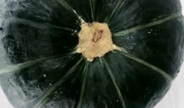 大肚瓜怎么吃,解锁美味新境界