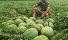 卖西瓜吃烂瓜,揭秘卖西瓜背后的奇妙故事