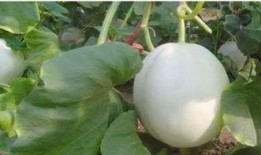 健身吃白兰瓜,白兰瓜助力健康塑形