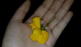 吃瓜摔瓜视频素材,吃瓜摔瓜视频背后的趣味与思考