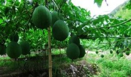 吊瓜怎么吃呀,吊瓜美味食法大揭秘