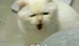 吃鸡吃瓜头像高清,带你领略潮流新风尚