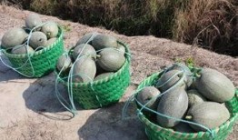 郭阿姨吃哈密瓜,郭阿姨的哈密瓜美食之旅