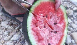 吃鸡吃瓜头像高清,带你领略潮流新风尚