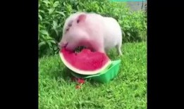 小猪吃瓜吐籽,趣味生活瞬间