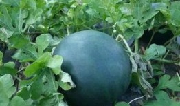 是小雨yo吃瓜,揭秘娱乐圈那些不为人知的幕后故事