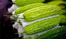 孕妇可以吃胶瓜吗,胶瓜的适宜食用与注意事项