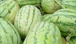 吃绿色瓜长肉吗,吃绿色瓜真的会长肉吗？”