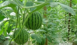 南阳卧龙吃瓜事件,一场网络热议的幕后真相揭秘