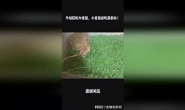 小老鼠吃大瓜,小老鼠的甜蜜大瓜冒险记