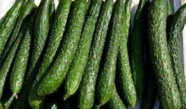 减肥吃玲珑瓜,轻松享“瘦”生活