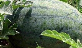 山东枣庄学院吃瓜,一场“吃瓜”引发的校园风云