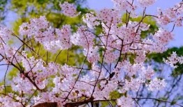 樱花岛吃瓜合集,盘点那些爆笑、感人、励志的精彩瞬间