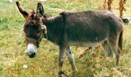 吃瓜少年张小驴,揭秘娱乐圈背后的那些事儿