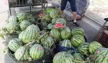 南阳卧龙吃瓜事件,一场网络热议的幕后真相揭秘