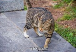 猫打架吃瓜,一场打架引发的吃瓜盛宴