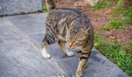 猫打架吃瓜,一场打架引发的吃瓜盛宴