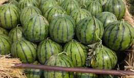 山东微山县吃瓜,山东微山县吃瓜文化探秘