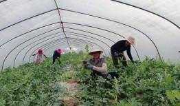 秋天吃西瓜麒麟瓜,麒麟瓜的甜蜜邂逅