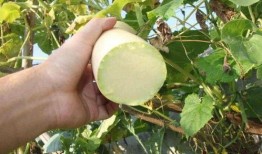 南瓜砍瓜怎么吃,创意烹饪指南