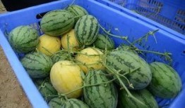 吃瓜pp群,网络社交新现象背后的故事