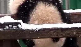 吃瓜小熊小狗,吃瓜小熊与小狗的欢乐日常