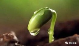 好瓜知时节吃瓜忙图片,时令美味，跟随“好瓜知时节”吃瓜忙