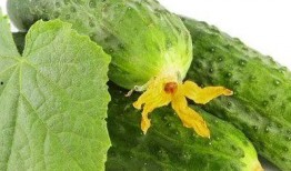 夏天晚上吃瓜,消暑解渴的夏日美食之旅