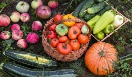 云南五校吃瓜,校园美食盛宴背后的故事