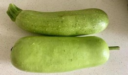 烧瓜可以吃,家常美味，健康养生新选择