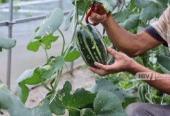 天刀吃瓜ppt,揭秘游戏圈的那些事