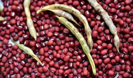 红豆吃瓜群,揭秘网络社交圈的趣味与魅力