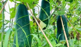 超劲爆吃瓜,揭秘超劲爆吃瓜背后的惊人真相！