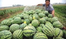 吃瓜 瓜农,揭秘吃瓜背后的故事