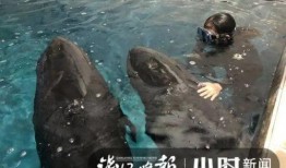 吃瓜鲸娱,揭秘娱乐圈幕后故事