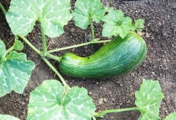 吃头孢后可以吃瓠瓜吗,食用安全指南