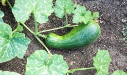 吃头孢后可以吃瓠瓜吗,食用安全指南