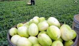 梦见收瓜吃土瓜