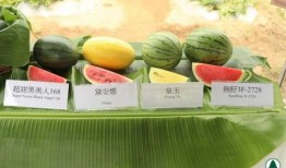 香港最新吃瓜,明星幕后故事大曝光