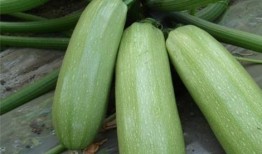 西呱双吃瓜,揭秘娱乐圈的甜蜜与苦涩