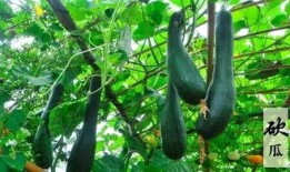 好玩的吃瓜,好玩的吃瓜大事件盘点