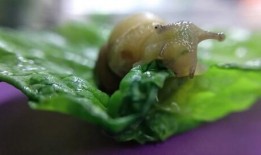 蜗牛吃瓜短文,蜗牛的瓜田奇遇记