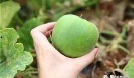 鸡吃梨瓜吗,探寻动物食性奥秘