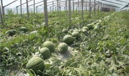 逍遥吃大瓜,揭秘娱乐圈幕后故事