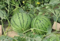 菏泽理性吃瓜事件,网络舆论的冷静反思与启示