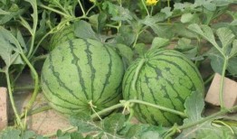 菏泽理性吃瓜事件,网络舆论的冷静反思与启示