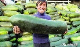 爱吃瓜的吃瓜人,揭秘吃瓜人生的酸甜苦辣